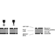 4-1/2 - 3D